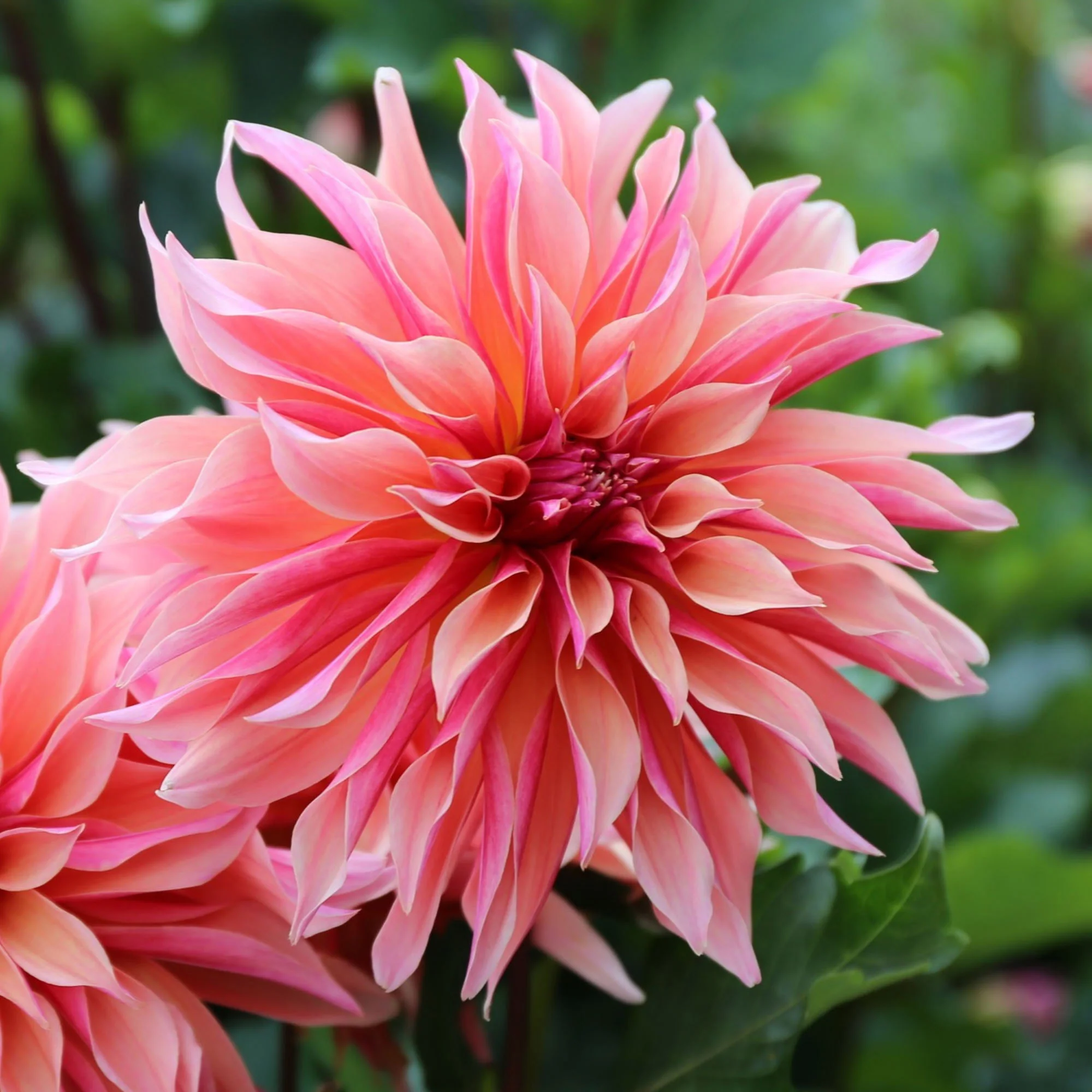 Longfield Gardens Dahlia Collections Assorted Colors, 12-count