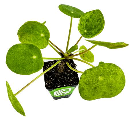 Chinese Money Plant Houseplant Live Plant- Pilea Peperomioides - Wellspring Gardens Starter Plant, Size: 3-8�� Tall, Beige