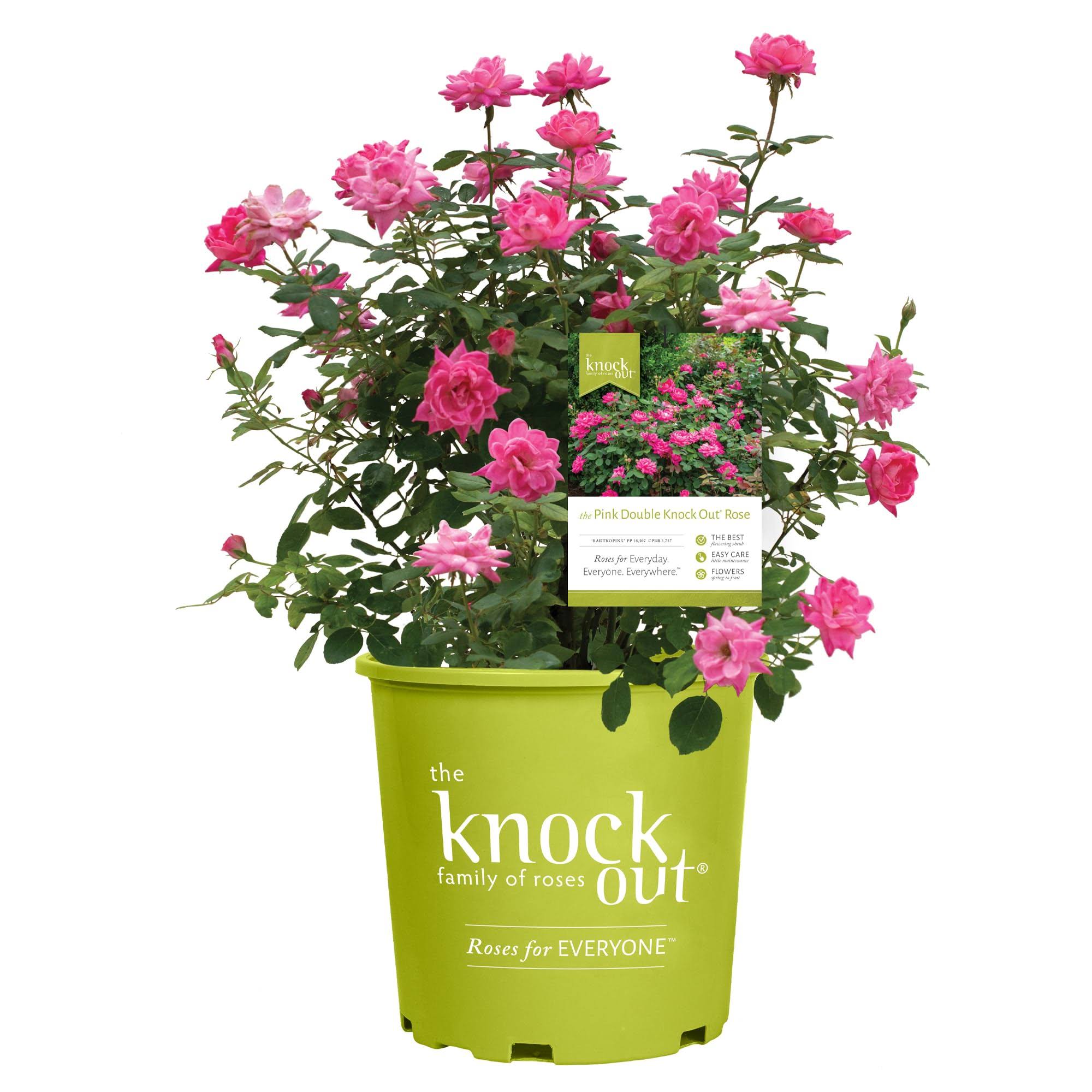 Knock Out Rose 2 gal. The Pink Double Bush with Pink Flowers