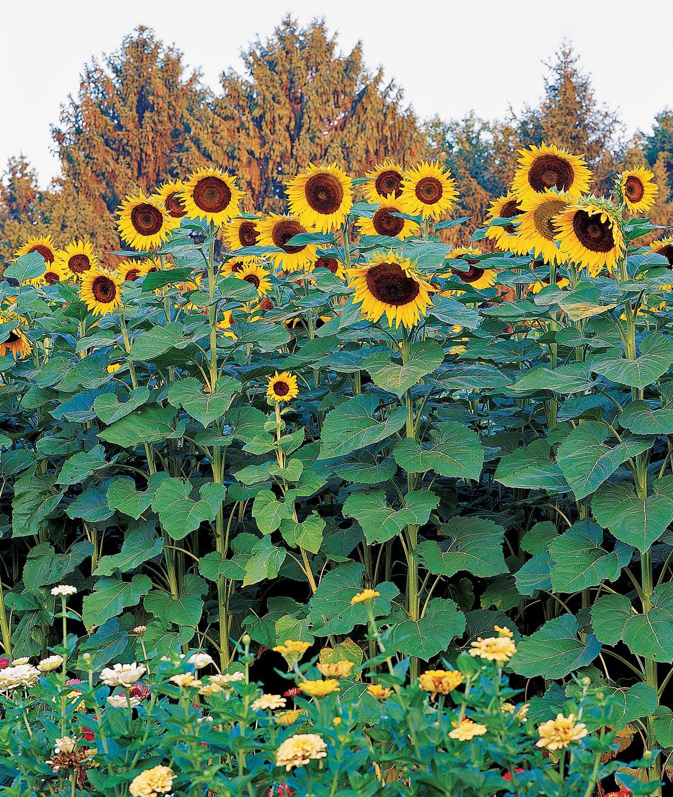 Burpee Sunforest Mix Sunflower Seeds 100 Seeds