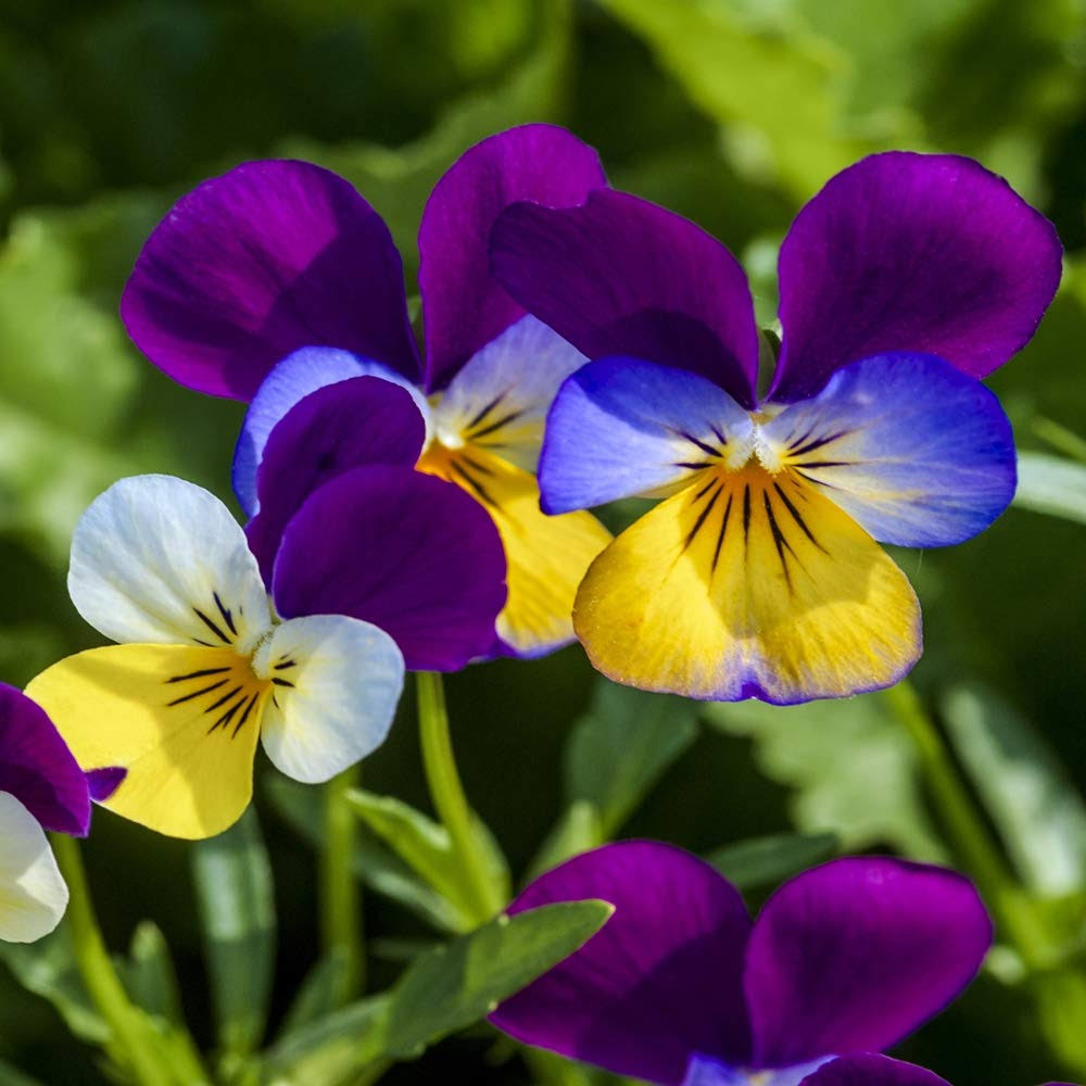 Outsidepride Viola Johnny Jump Up Plant Flower - 5000 Seeds