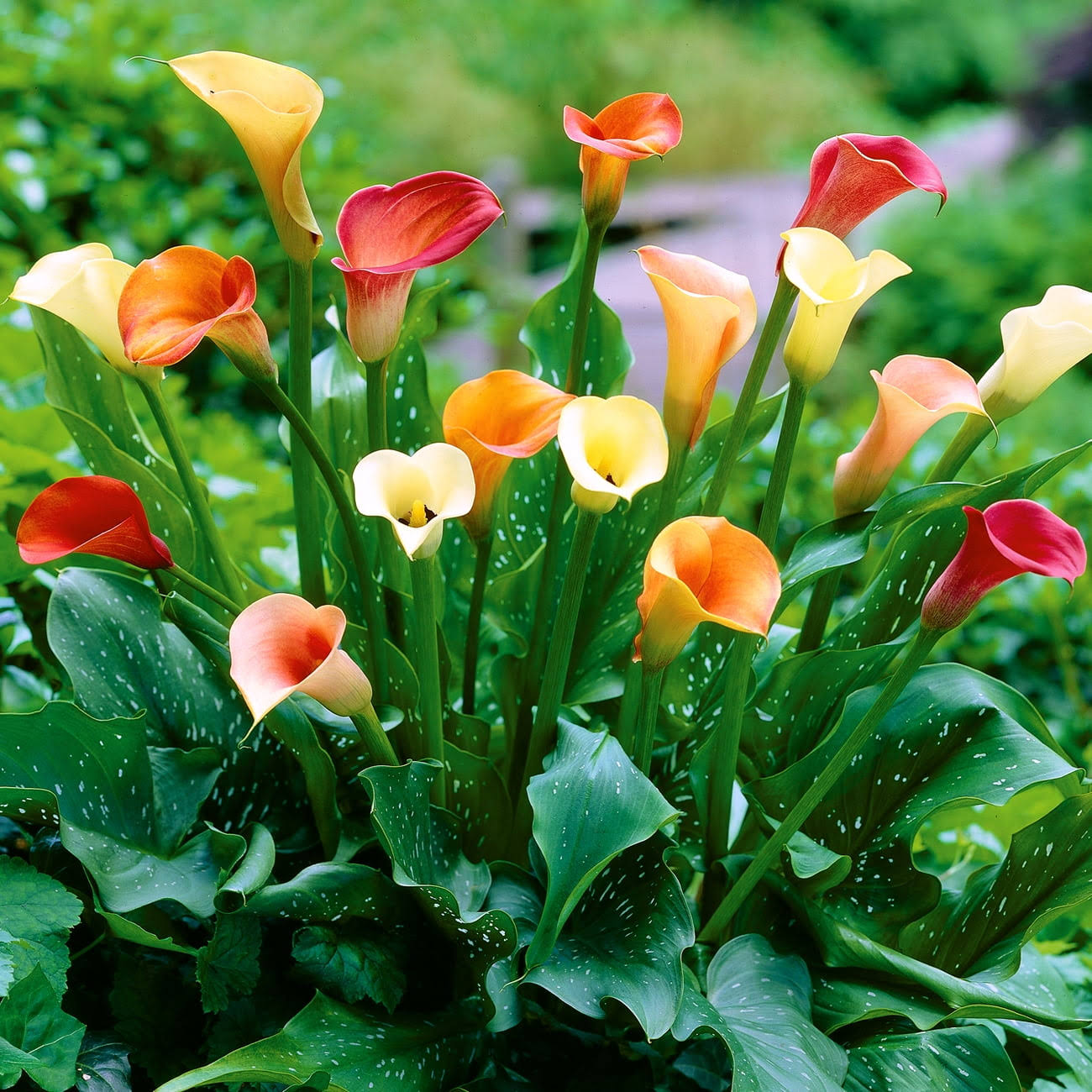 Van Zyverden Calla Lily Mix Dormant Flower Bulb Partial Sun; 3-6hrs Multi-Color, 736410