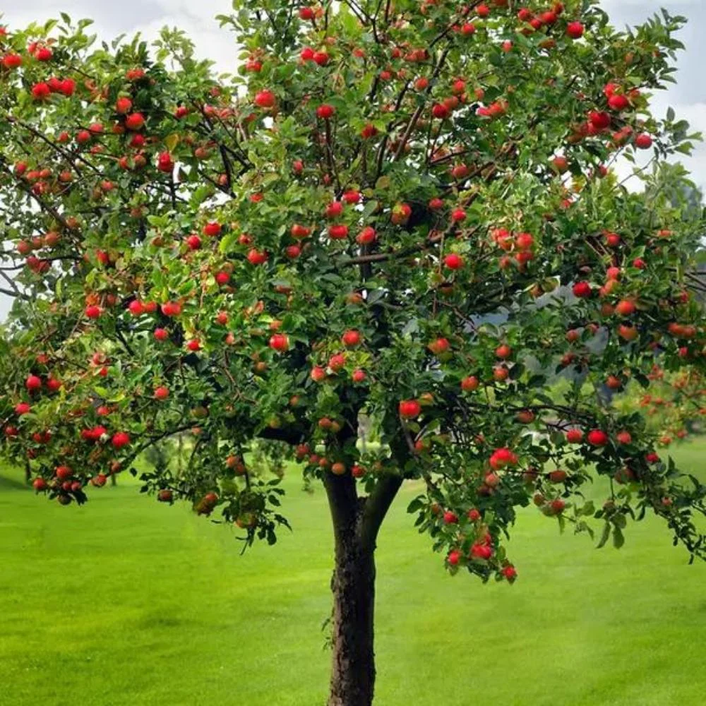 Expert Gardener 3 - 4 Ft. Tall Melrosé Apple Live Tree in 7 - Gallon Grower Pot