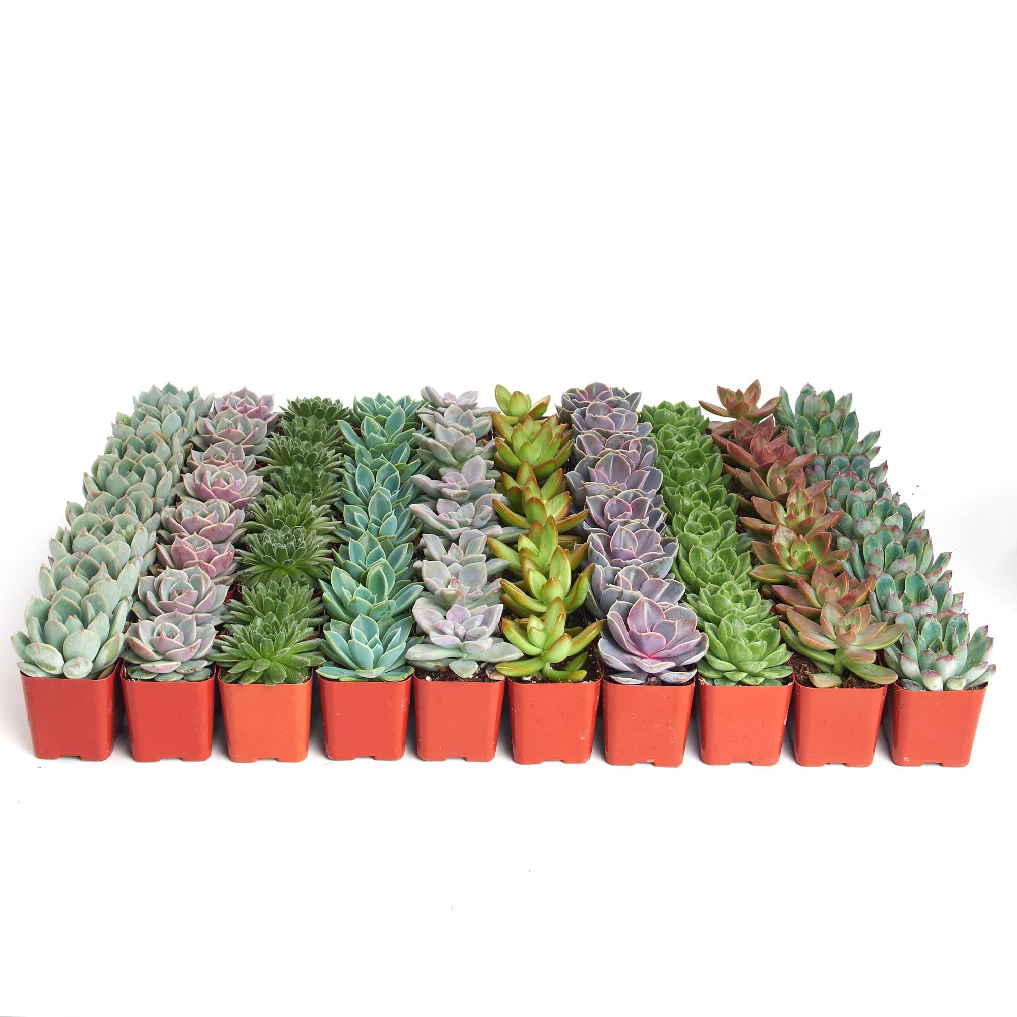 Shop Succulents Radiant Rosette Collection of Live Succulent Plants, Hand Selected Variety Pack of Mini Succulents 32-Pack