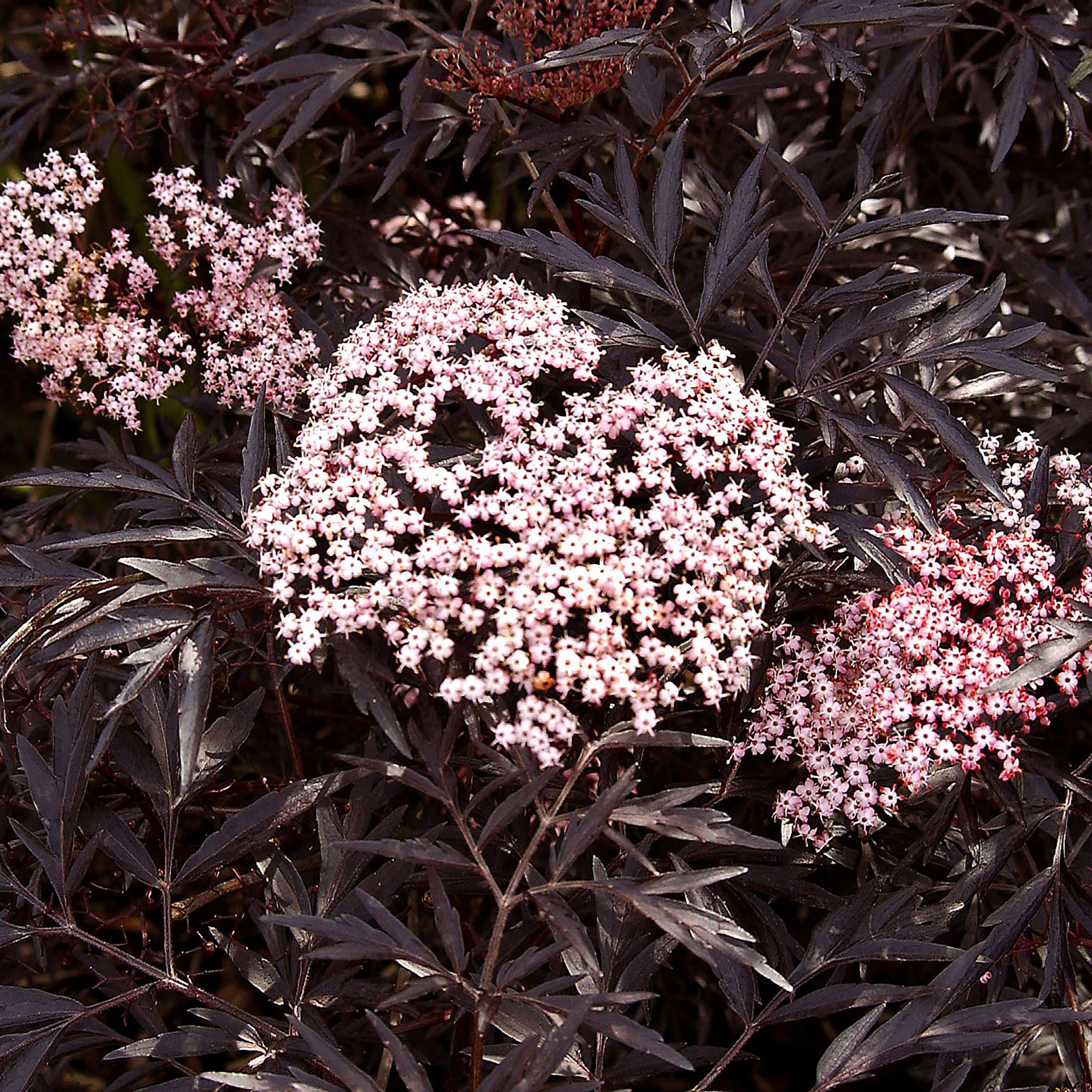 Proven Winners Black Lace Elderberry (Sambucus) Live Shrub, Pink Flowers, 1 Gallon