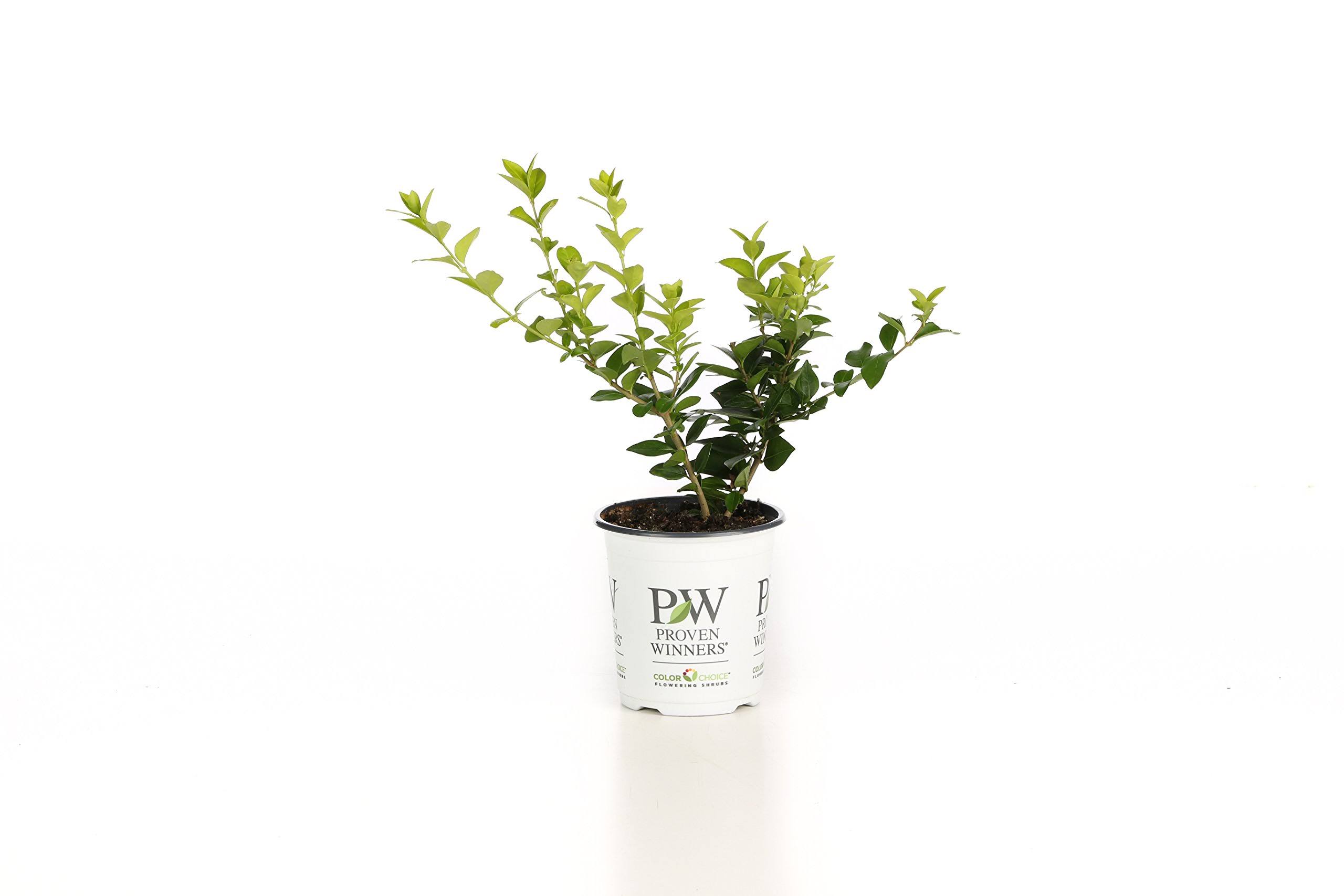 Proven Winners Golden Ticket Privet (Ligustrum) Live Shrub, White Flowers and Yellow Foliage, 4.5 in. Quart