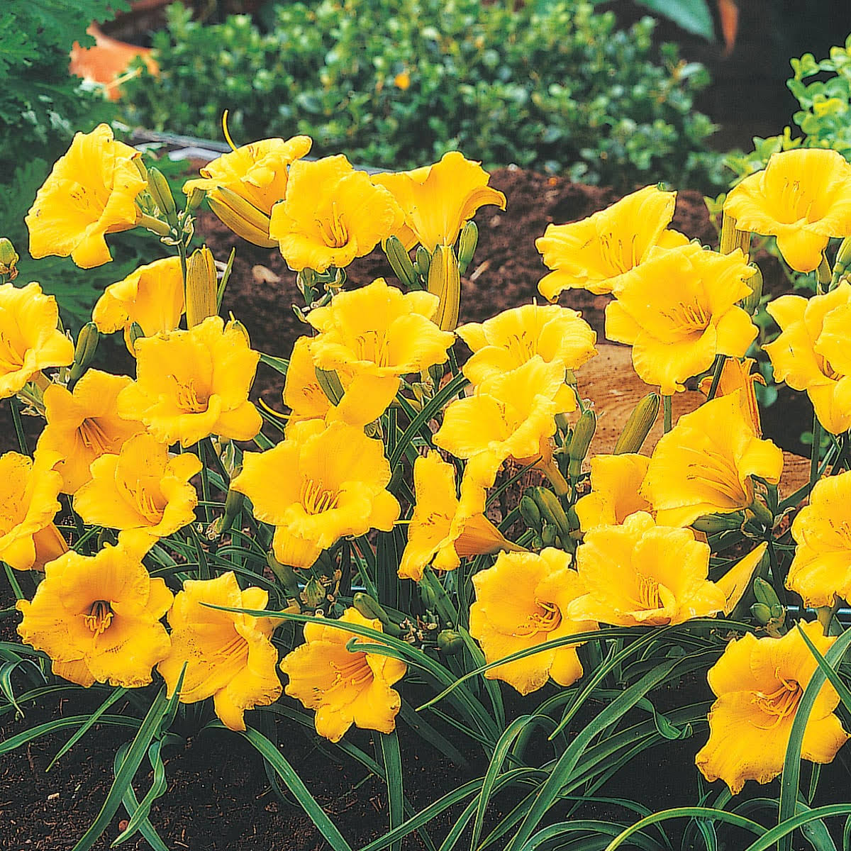 Yellow Flowers Stella D'oro Daylily (Hemerocallis) Live Bareroot Perennial Plants (5-Pack)