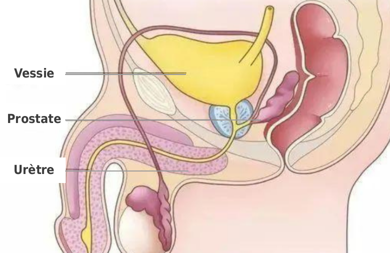 Schéma de la prostate