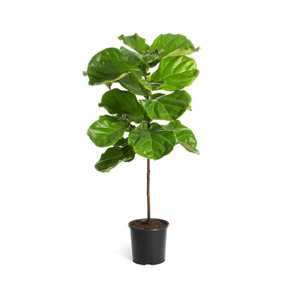 Brighter Blooms 3 gal. Fiddle-leaf Fig Tree