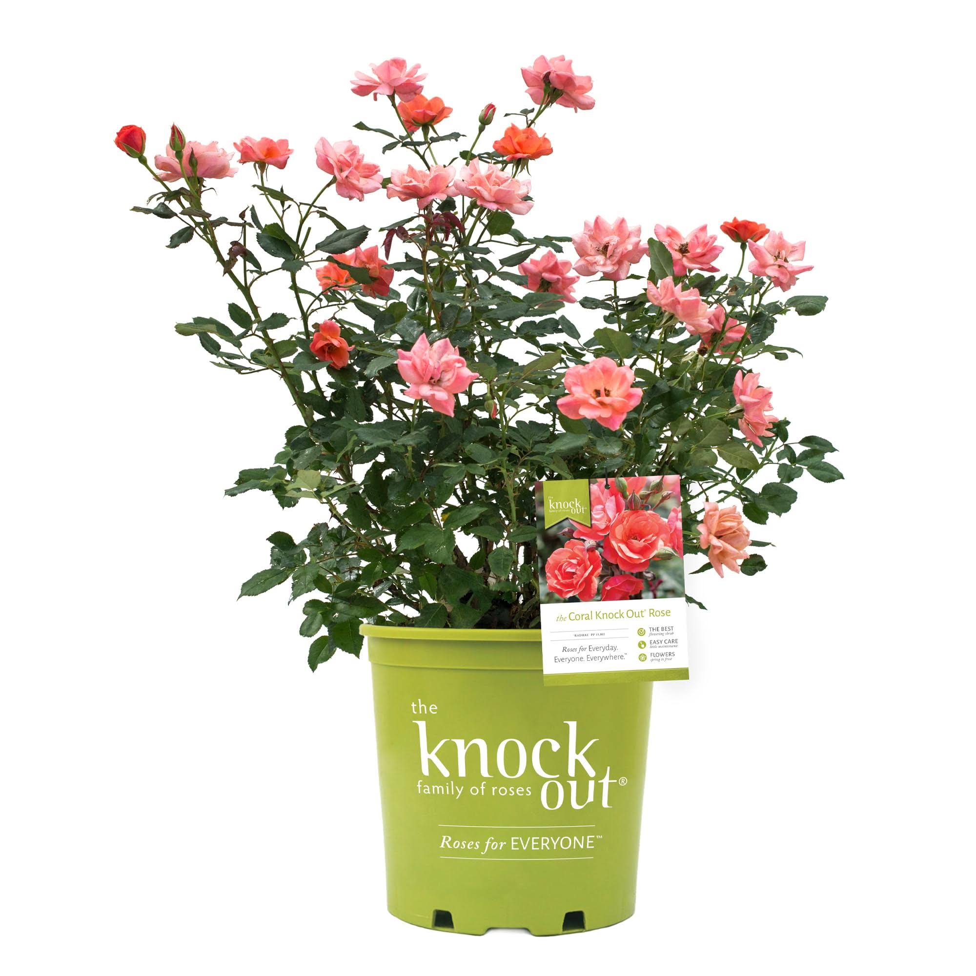 The Coral Knock Out Rose Plant with Unique Coral Blooms 1 Gallon