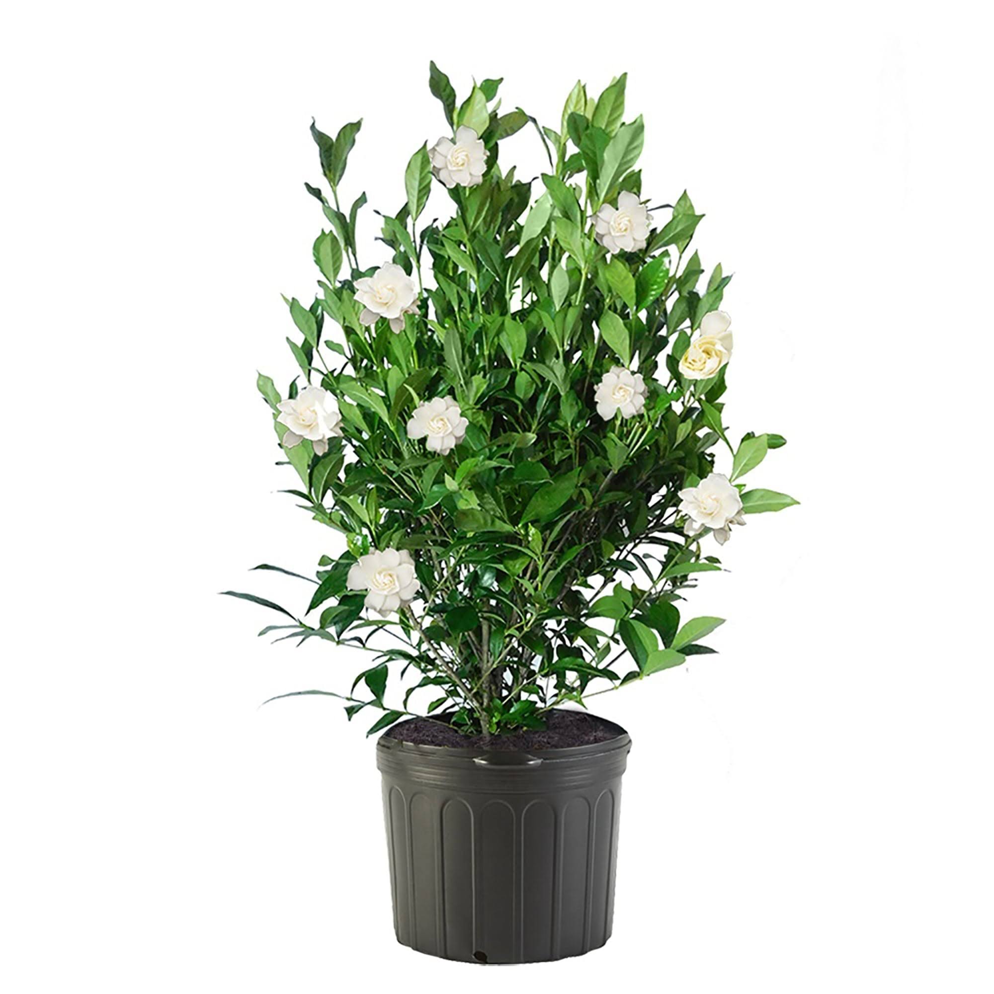 August Beauty Gardenia Live Shrub , 2.5 qt