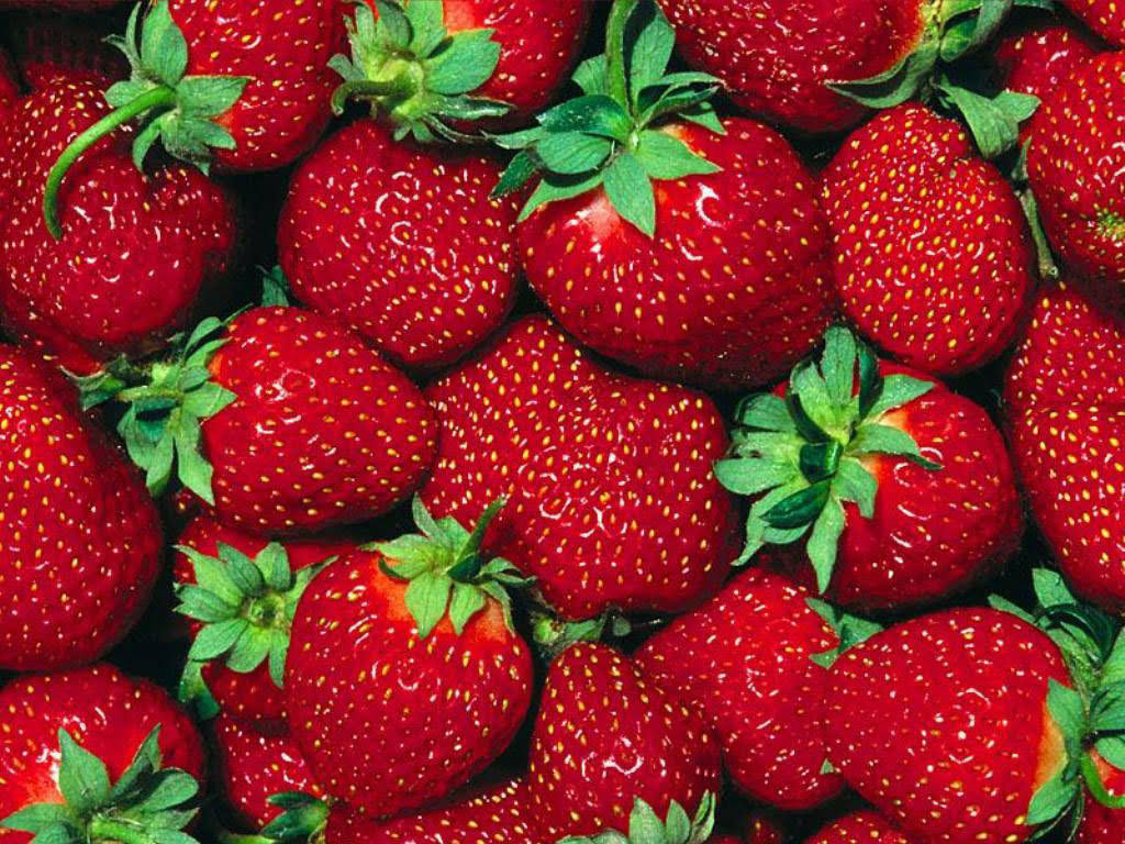 Fort Laramie Everbearing Strawberry 10 Bare Root Plants - Hardiest Everbearer