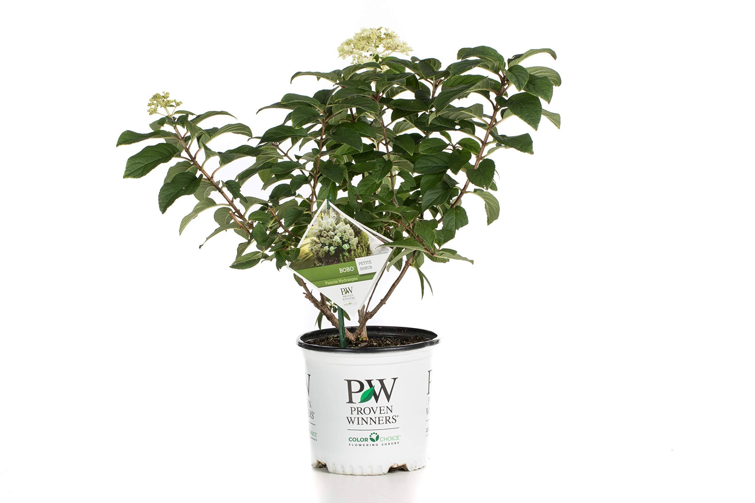 Proven Winners 1 gal. Bobo Hardy Hydrangea (Paniculata) Live Shrub, White to Pink Flowers