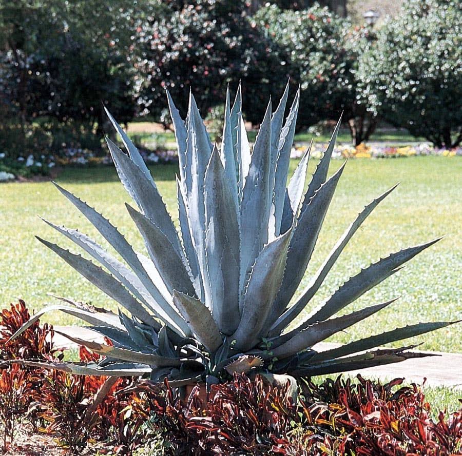 Lowe's Century Plant | Nursery