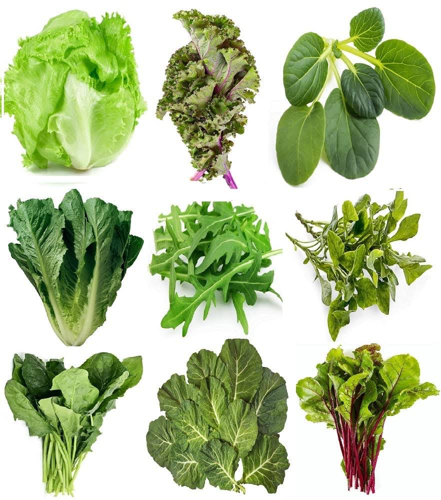 Greens Seed Collection, 2500+ Seeds, 9 Heirloom Varieties, Arugula, Beet, Cress, Collard, Kale, Lettuce, Mustard, Spinach.