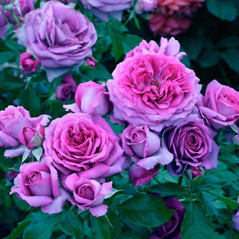 Sweet Madame Blue Floribunda Rose | Zone 5-10 | Purple | 18 - 36 Inches | Full Sun | Partial Shade