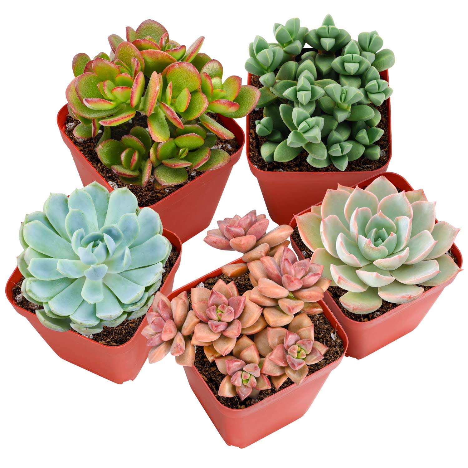 Sprout N Green Live Succulent Plants, 5 Pack Assorted Real Succulents Potted in 2