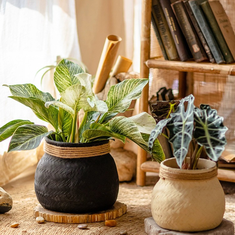 Garden Decoration Succulent Planter Creative