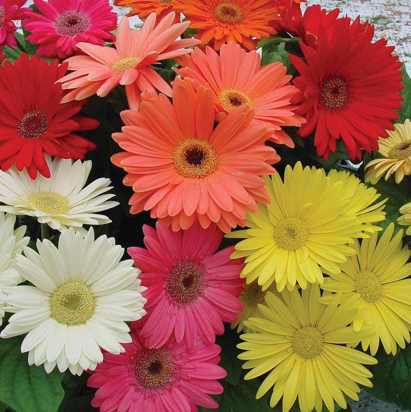 Outsidepride Gerbera Daisy Flower Seed Mix - 200 Seeds