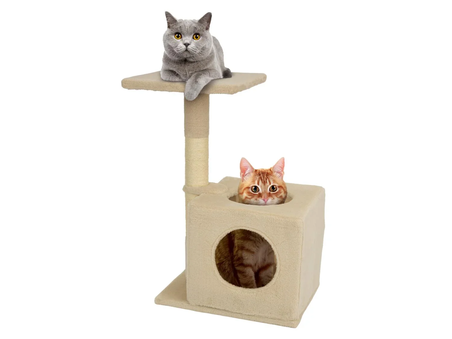 zoofari Arbre  chat