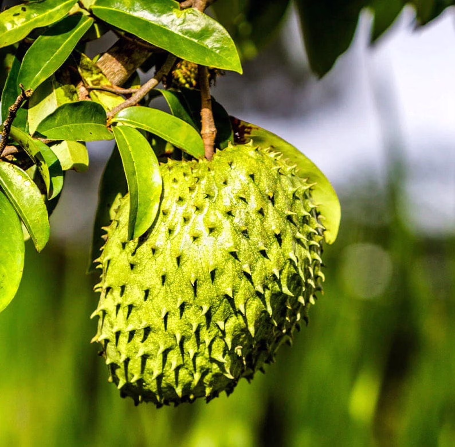 Soursop 'Guanabana' TREE. Ships Free to All States in 3 Gallons Pot