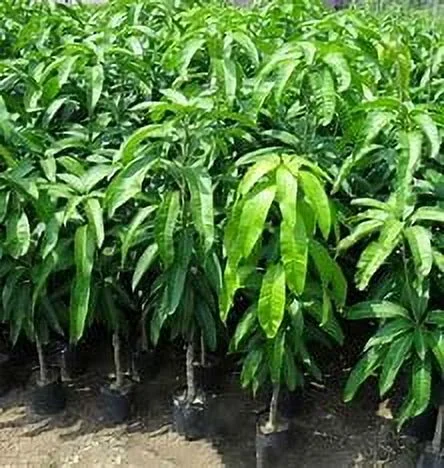 Valencia Pride MANGO TREE GRAFTED (2 - 4 Feet Tall). Ship to All States