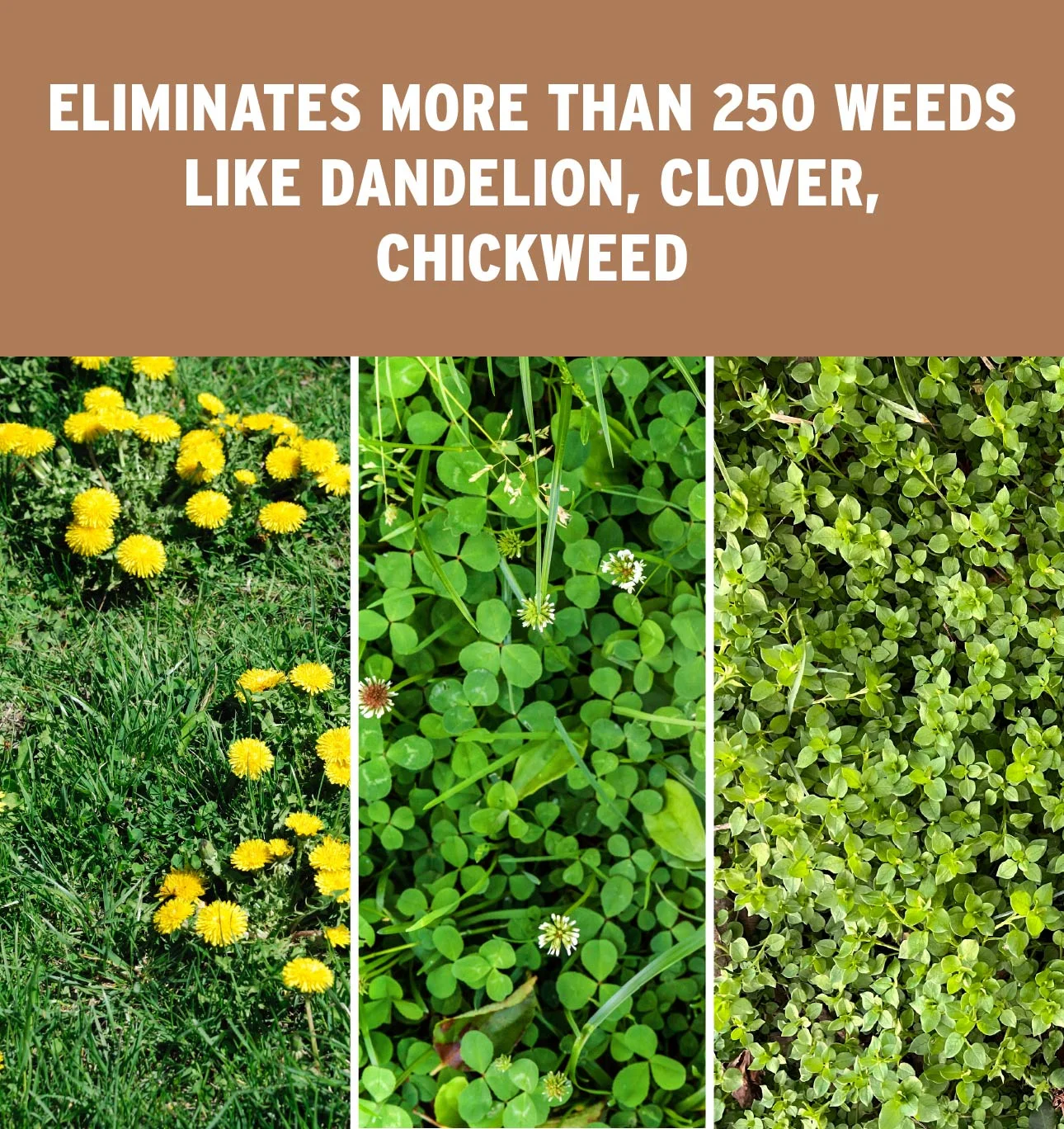 The Andersons Professional Surge Weed and Feed 16 - 0 - 9 Post - Emergent Weed Control and Fertilizer - Covers up to 20, 000 Sq Ft (40 lb)