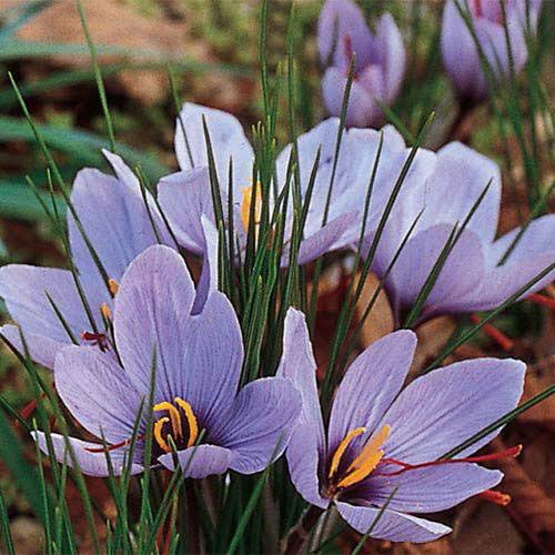 Van Bourgondien Purple Flowering Saffron Fall Blooming Crocus Dormant Flower Bulbs, set of 25 bulbs, Size: 4 in