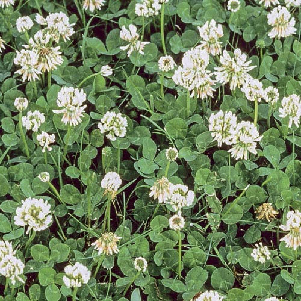 Gardens Alive! White Dutch Clover Cover Crop Seeds 16-oz | 09552