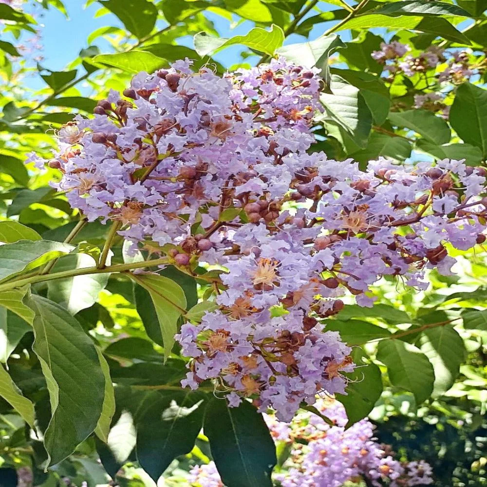 Expert Gardener 3-4 ft. tall Muskogee Crape Myrtle Live Tree in 7-Gallon Grower Pot