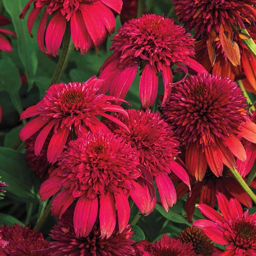 Double Scoop Coneflower (Echinacea), Bare Root Starter Perennial Plant (1-Pack)