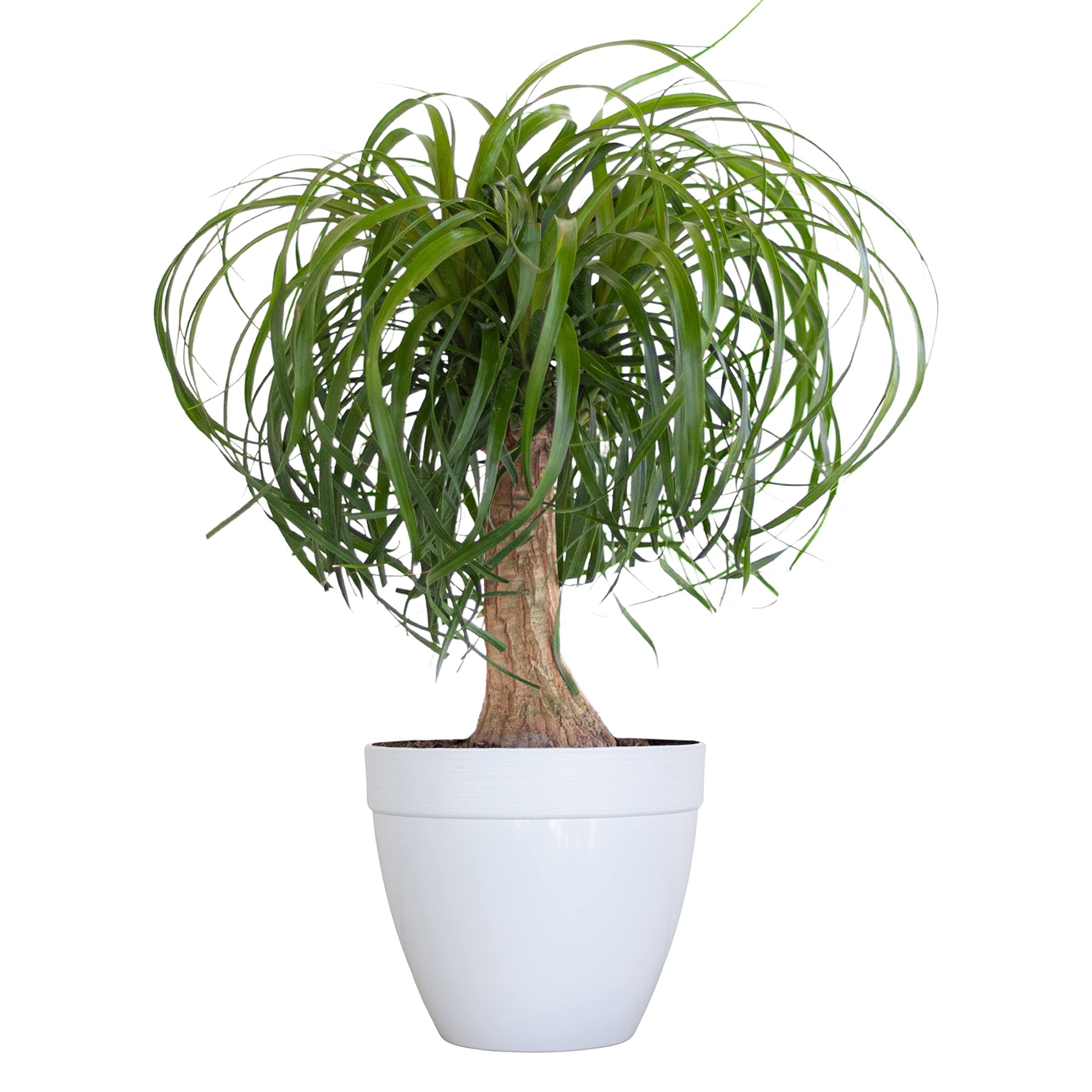 U United Nursery United Nursery Ponytail Palm Live Bonsai Plant, Elephants Foot Indoor Outdoor Easy Care, Low Maintenance House Plant in 6 inch White