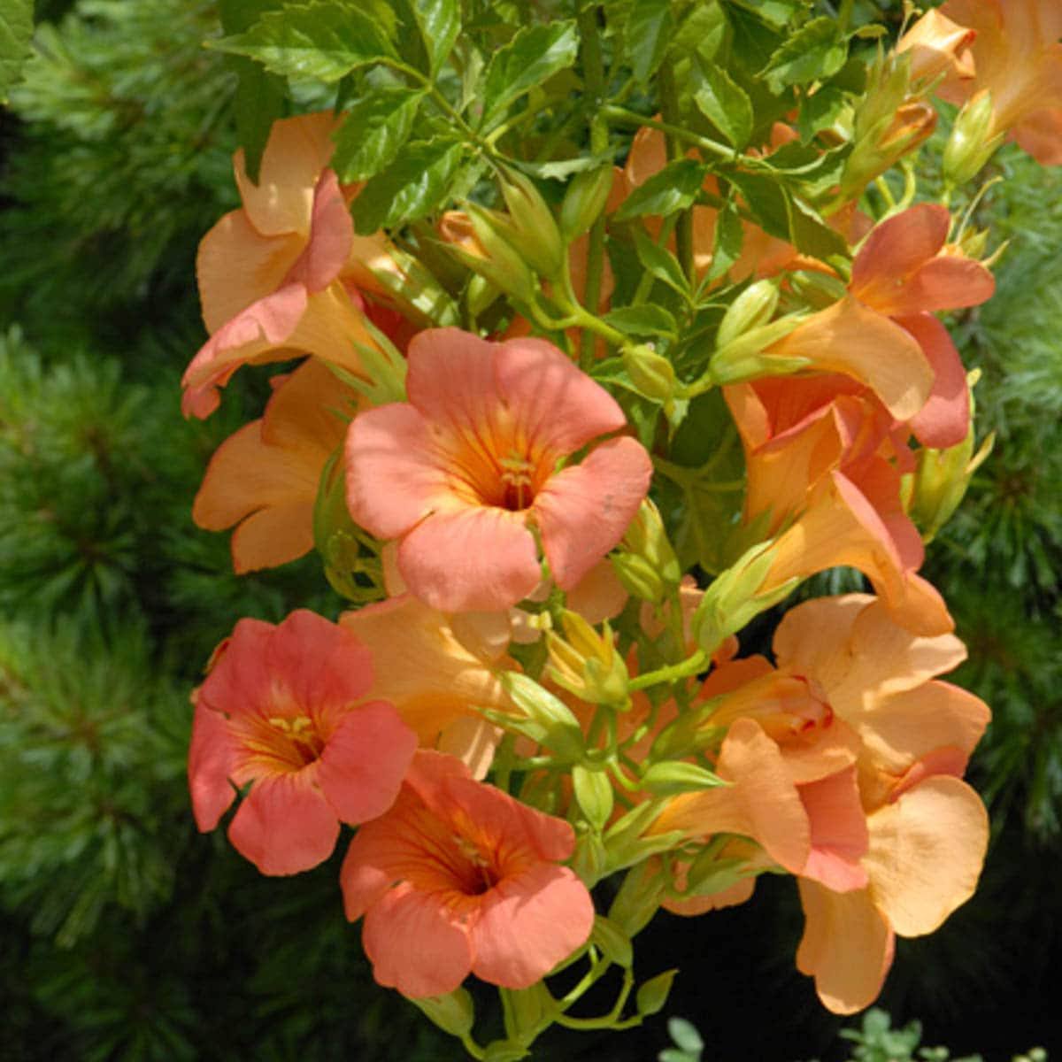 Spring Hill Nurseries Orange Flowering Vine Grandiflora Trumpet Flowering Shrub in Pot | 64278