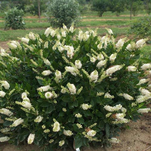 GreenPromiseFarms Clethra `SUGARTINA CRYSTALINA` (Summersweet) Shrub, 3 Size Container, White Flowers