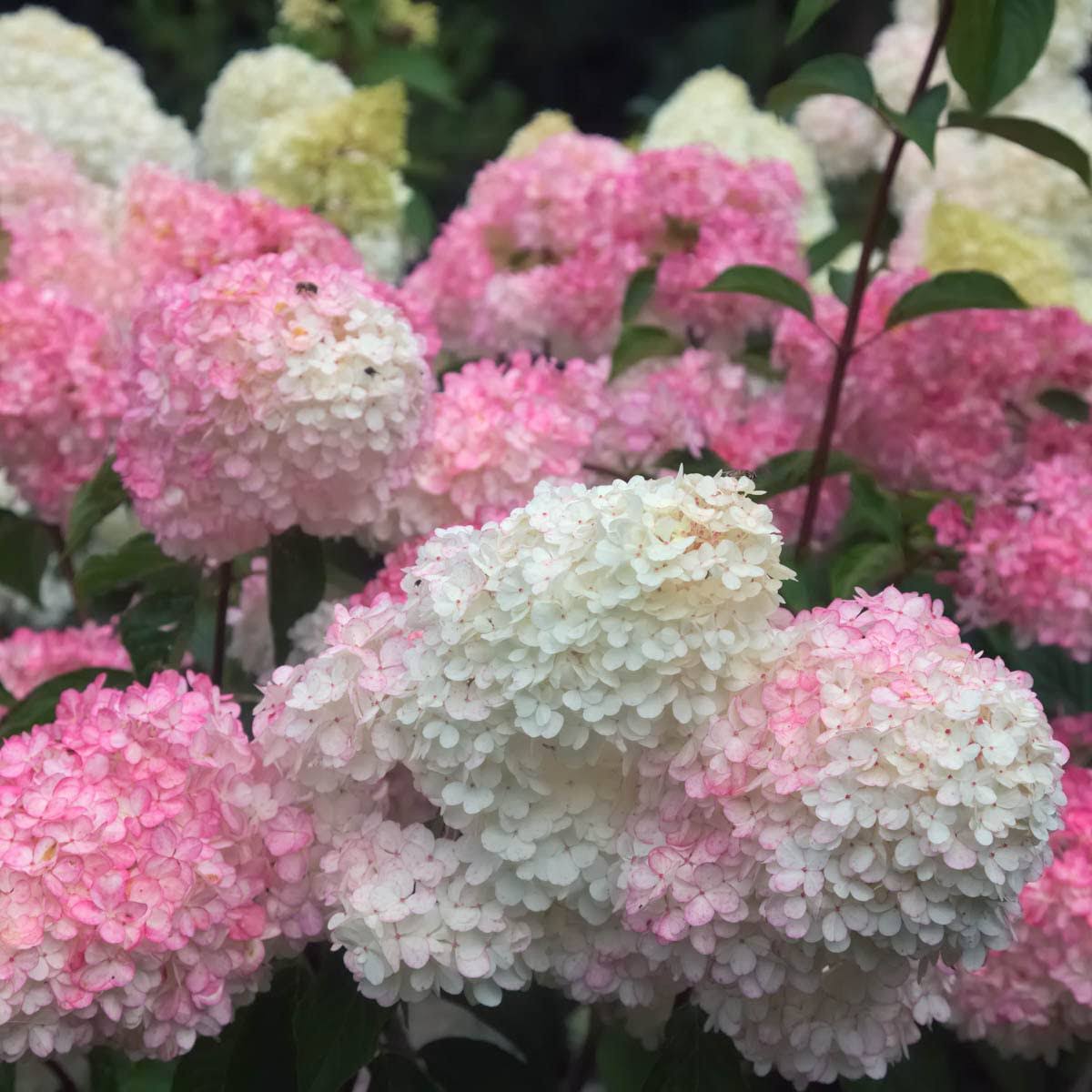 Vanilla Strawberry Hydrangea Dormant Bare Root Flowering Starter Shrub (1-Pack)