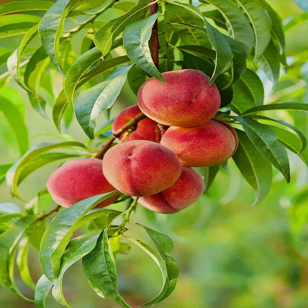Expert Gardener 3-4 ft. tall Big Red Peach Live Tree in 7-Gallon Grower Pot