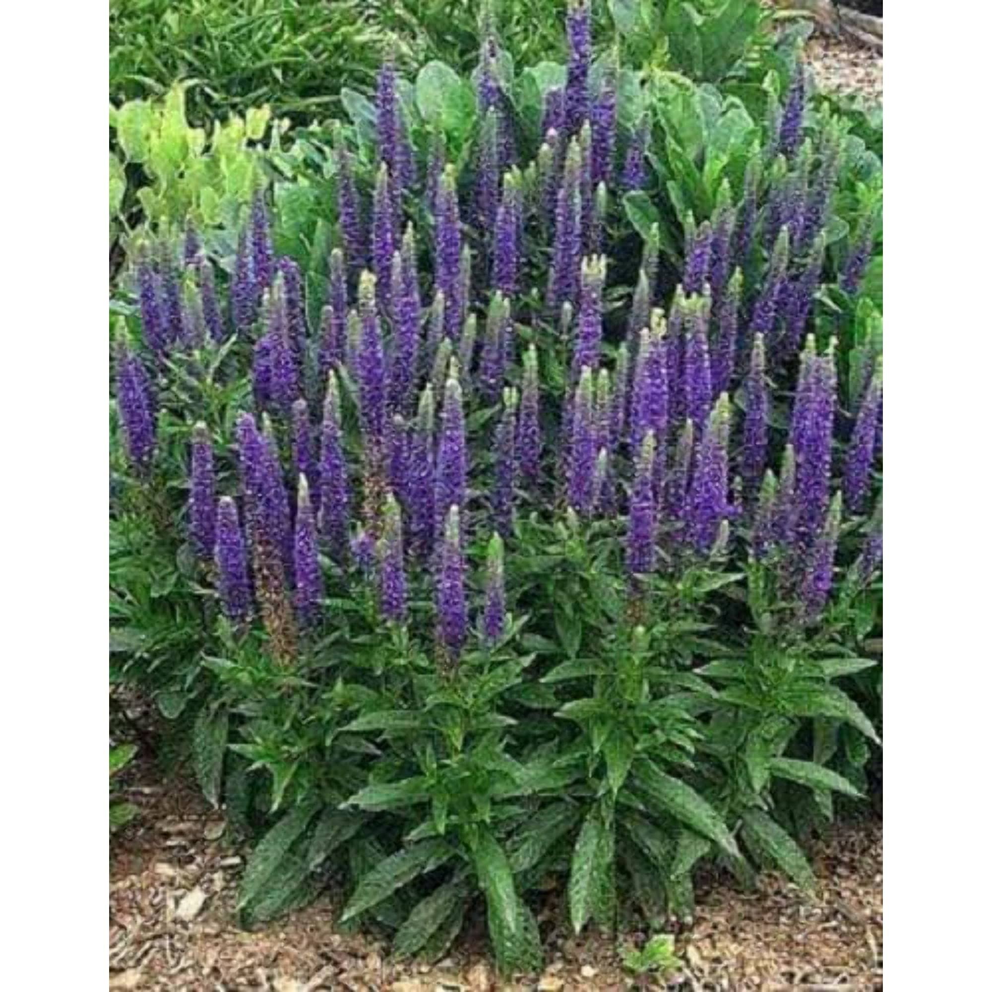 50 Mixed Colors Veronica Sightseeing Mixture (spike Speedwell) Veronica Spicata Flower Seeds