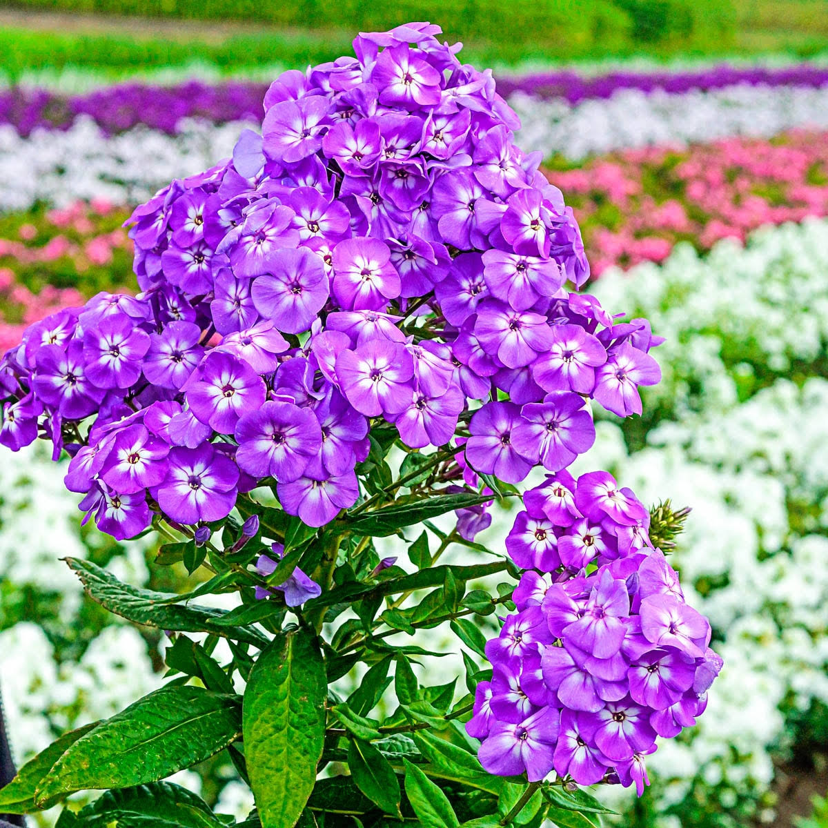 Goliath Tall Garden Purple Flowering Phlox Dormant Bare Root Perennial Roots (5-Pack)