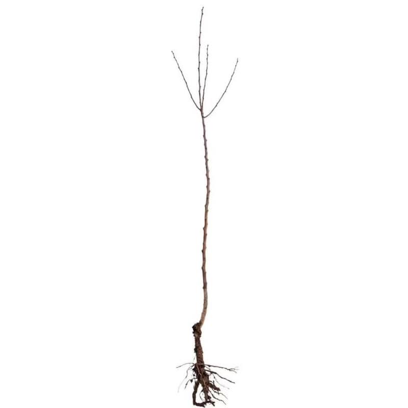 Froze 2 Blue Japanese Wisteria Vines - 6-18'' Tall - Live Plants - Wisteria Floribunda
