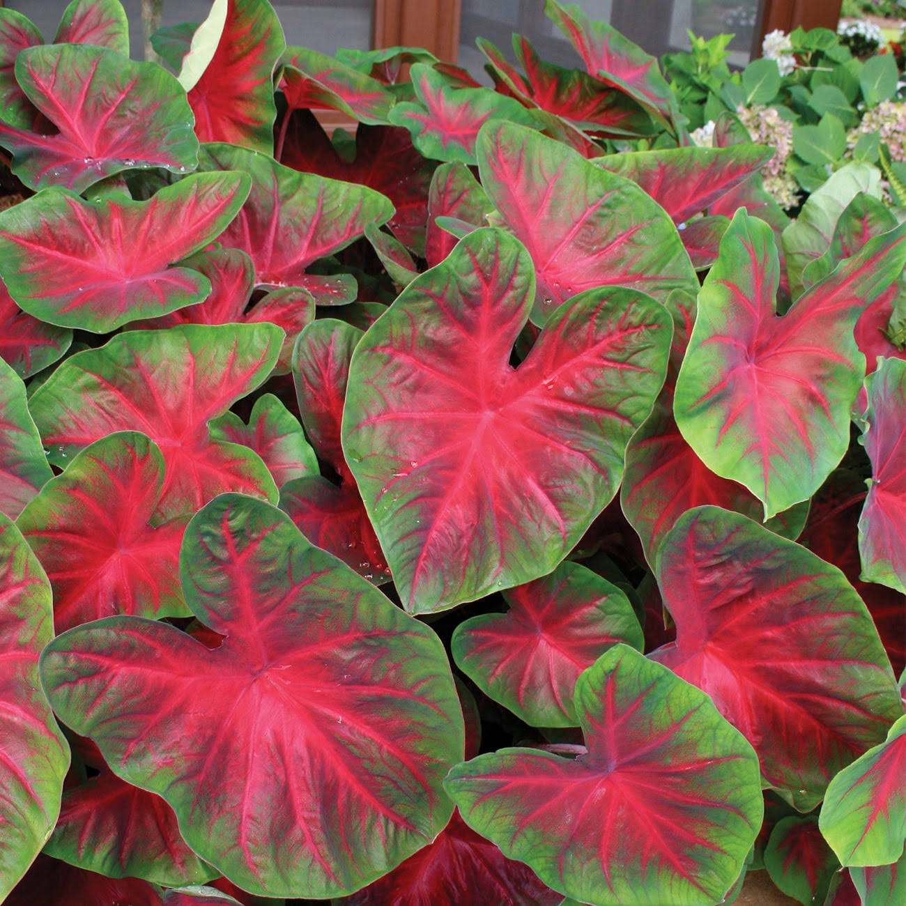 Van Zyverden Caladium Blaze Dormant Bulb Full Shade Multi-Color, 736250
