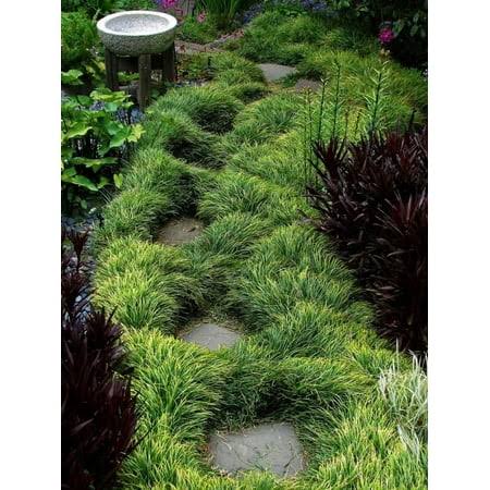 Classy Groundcovers - Mondo Grass Monkey Grass, Lilyturf, Japanese Snake's Beard, Kyoto, Compactus Mondo Grass {50 Bare Root Plants}
