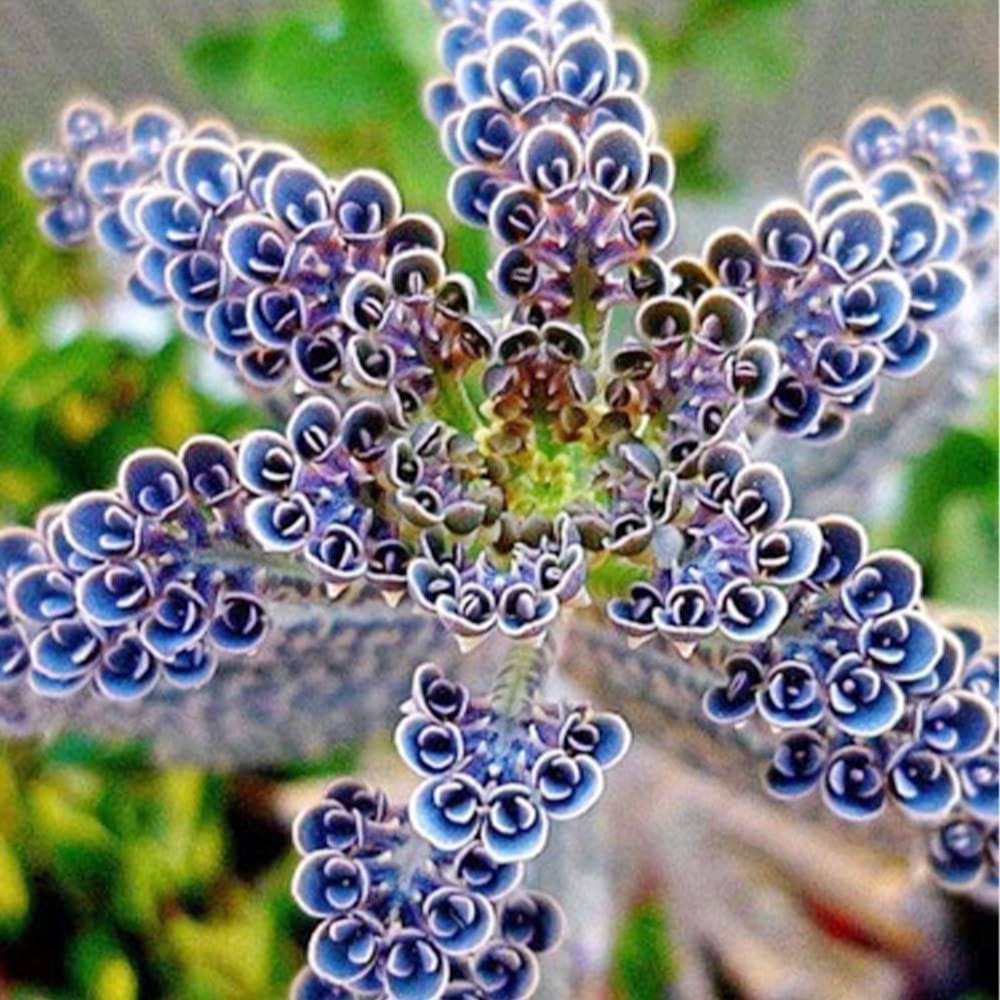 QAUZUY Garden 25 Seeds Rare Dark Blue Kalanchoe Flaming Katy Seeds Succulent Flower Seed Striking Tropical Exotic Plant for Garden Home Balcony