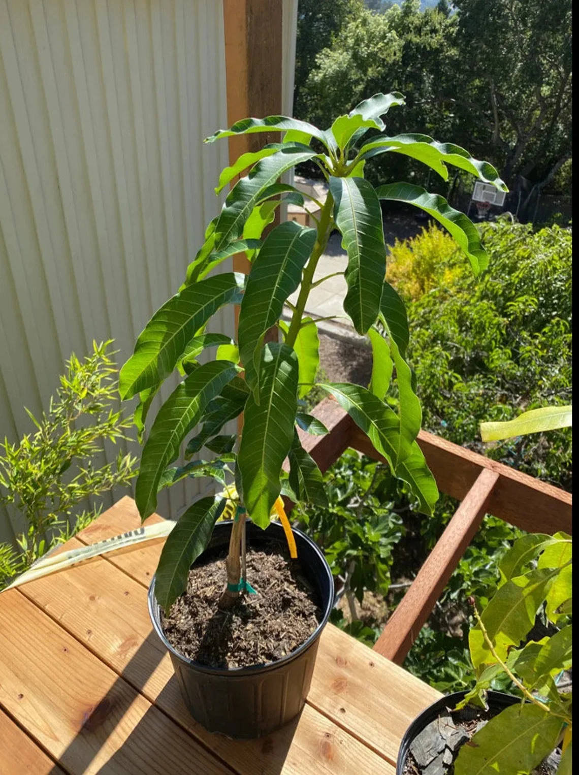 Valencia Pride MANGO TREE GRAFTED (2 - 4 Feet Tall). Ship to All States