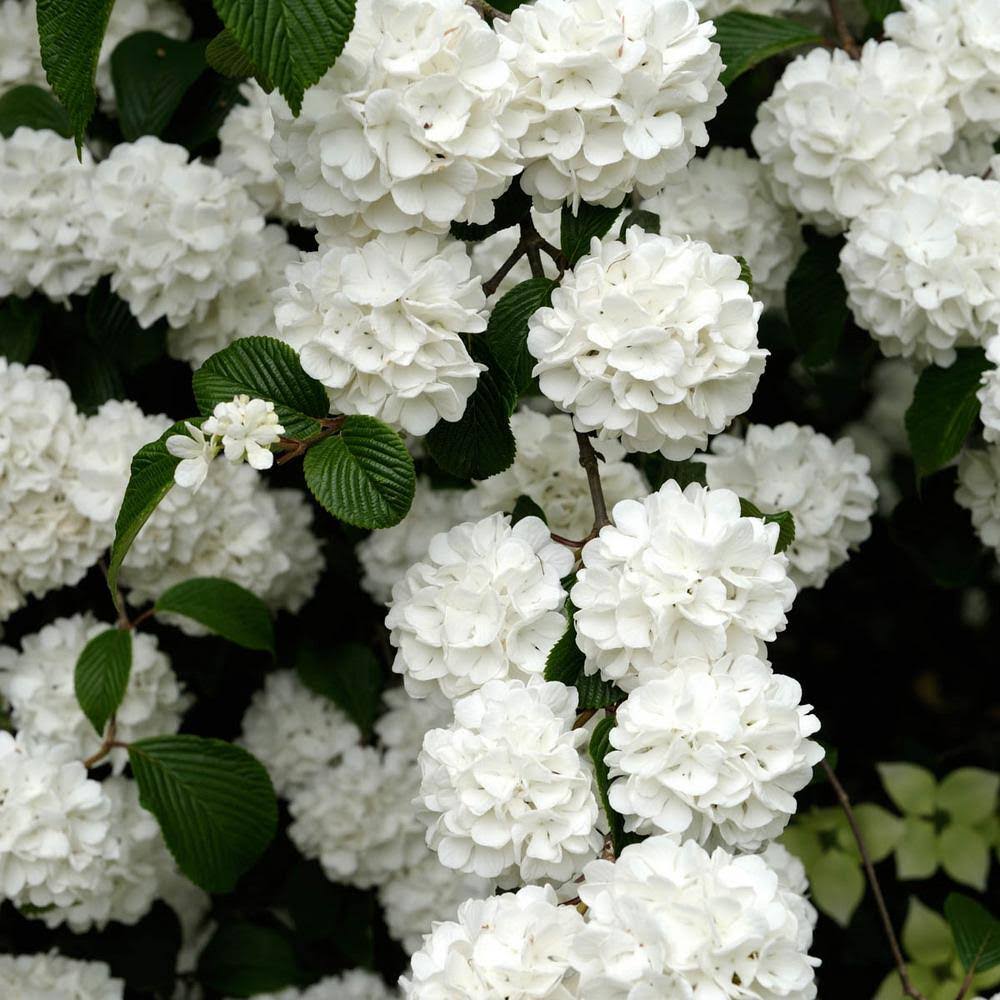 Snowball Bush Viburnum Dormant Bare Root Flowering Starter Shrub (1-Pack)