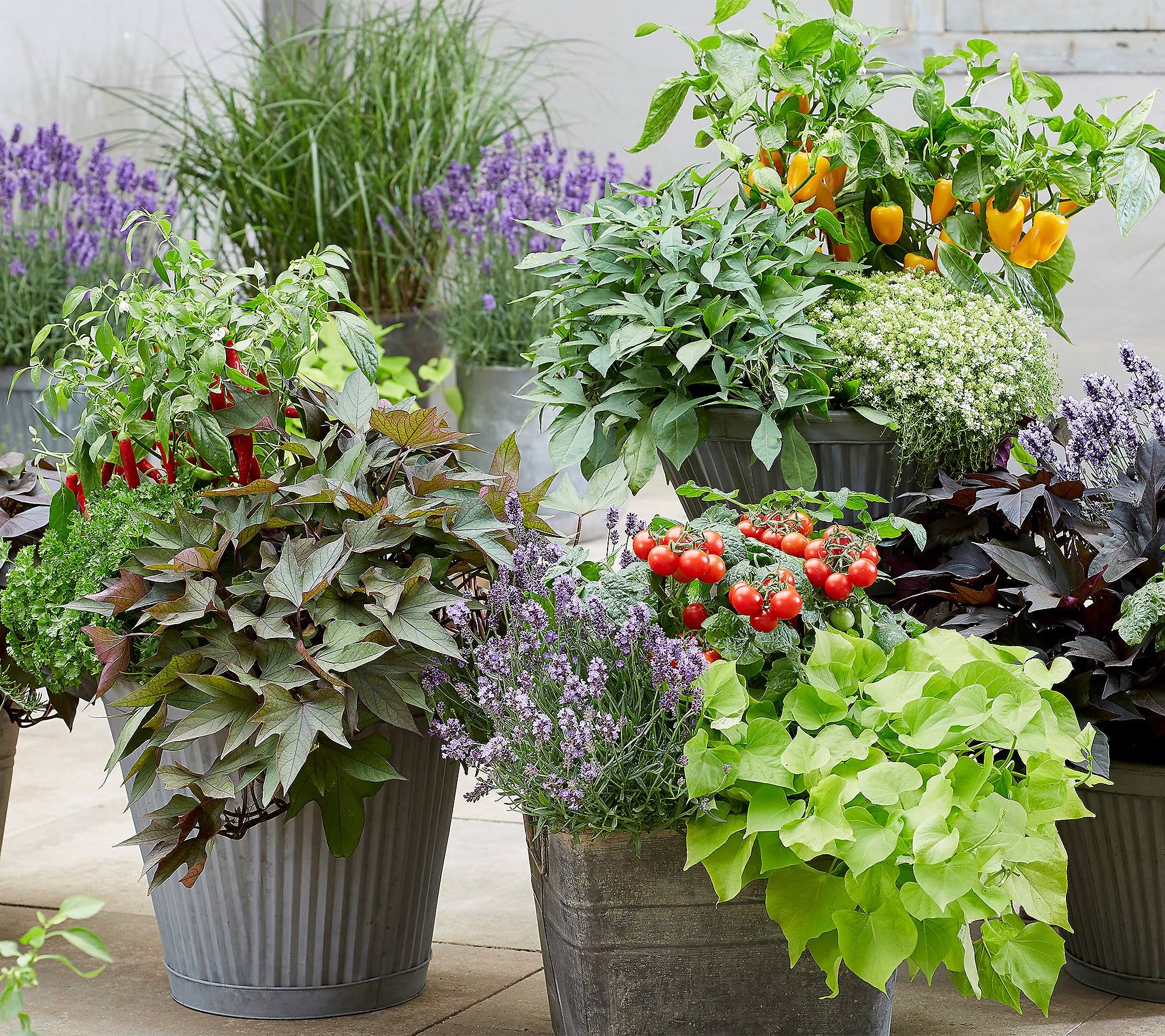 Roberta's 4-Piece Treasure Island Edible Potato Vines