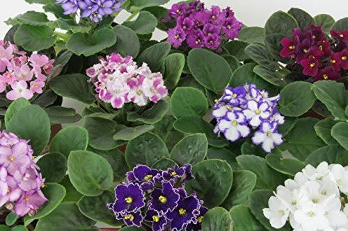 Optimara African Violet Variety Pack (4 Assorted Plants) (4
