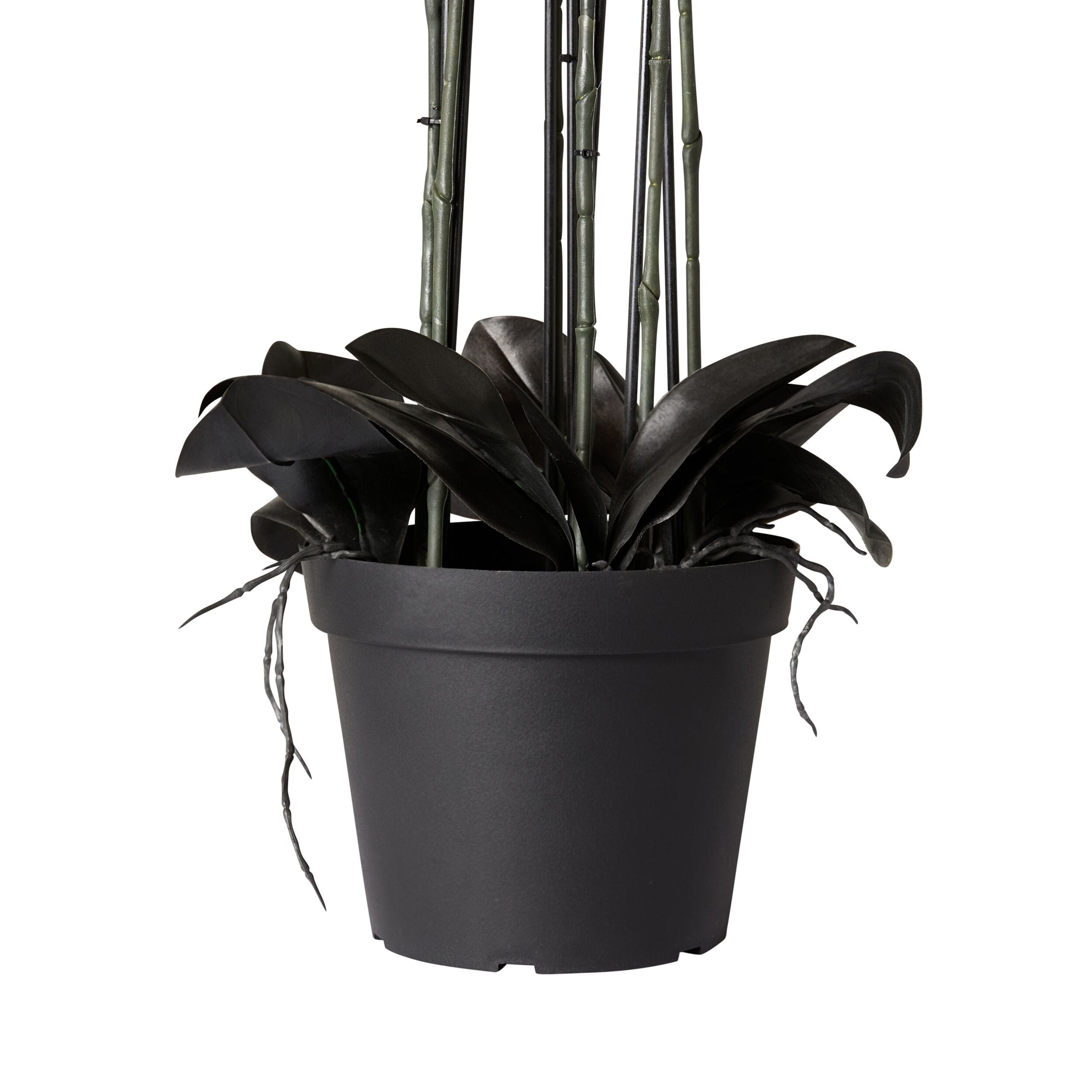 Fiore Black Orchid 8 Stems 90cm