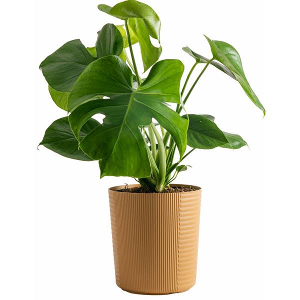 Costa Farms Plants with benefits Live Indoor Green Monstera Indirect Light Plant in D��cor Pot - 24 in