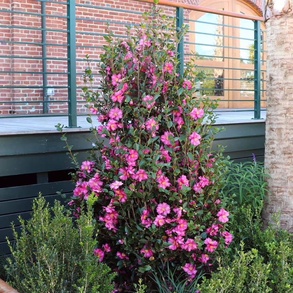 Camellia Sasanqua Shi-Shi I 3 Extra Large 3 Gallon Plants  Pink Flowering Live Plant for Outdoor & Indoor Gardens, Compact Elegant Flowering Shrub for Vibrant Landscaping