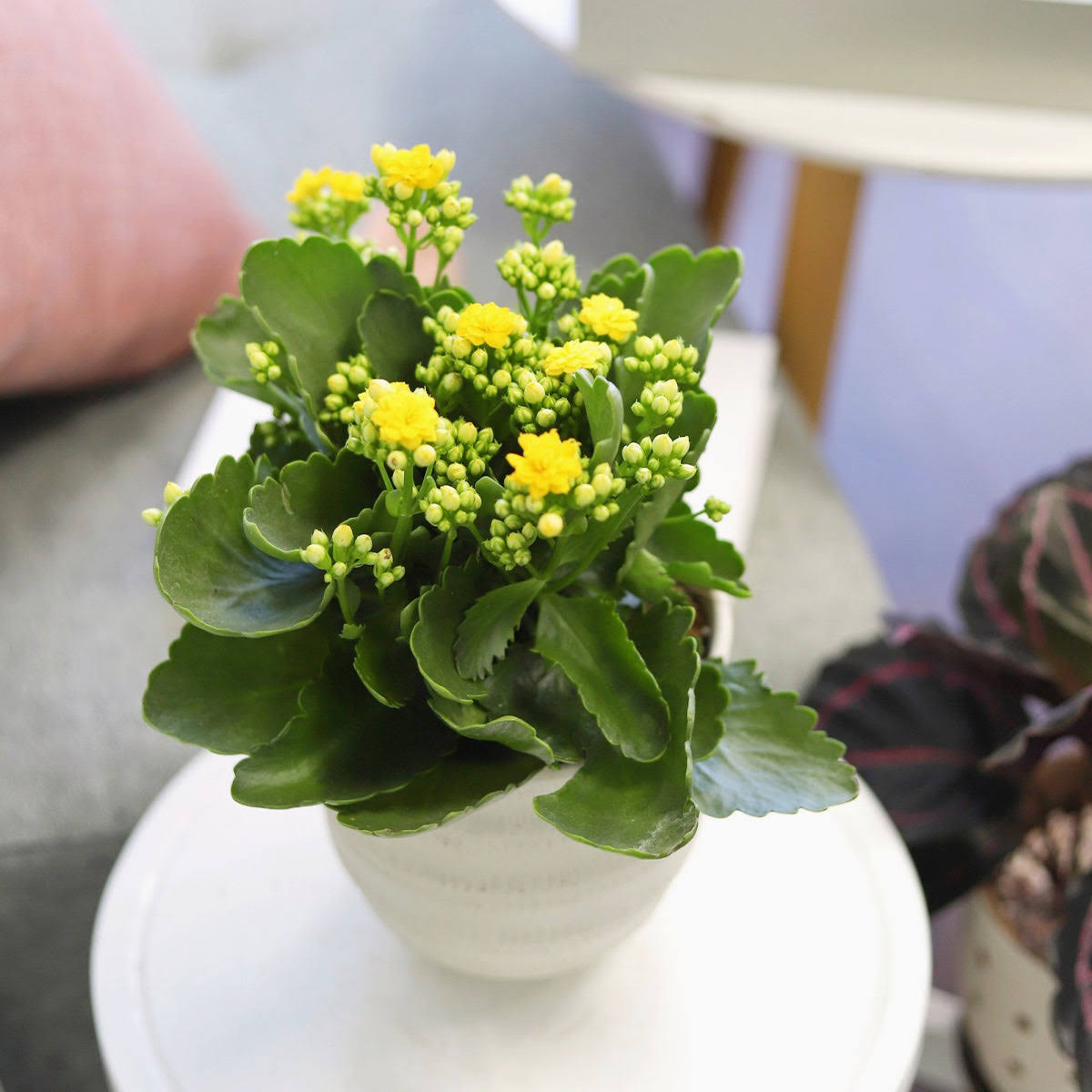 Kalanchoe blossfeldiana 'Calandiva Yellow' | Houseplant Decor 2